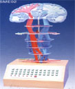 Mô hình điện hệ thống thần kinh trung ương